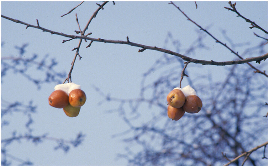 Winteräpfel