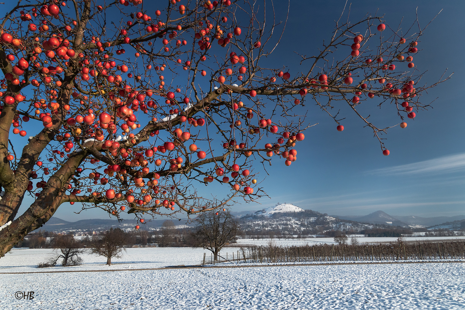 Winteräpfel