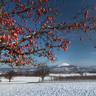 Winteräpfel