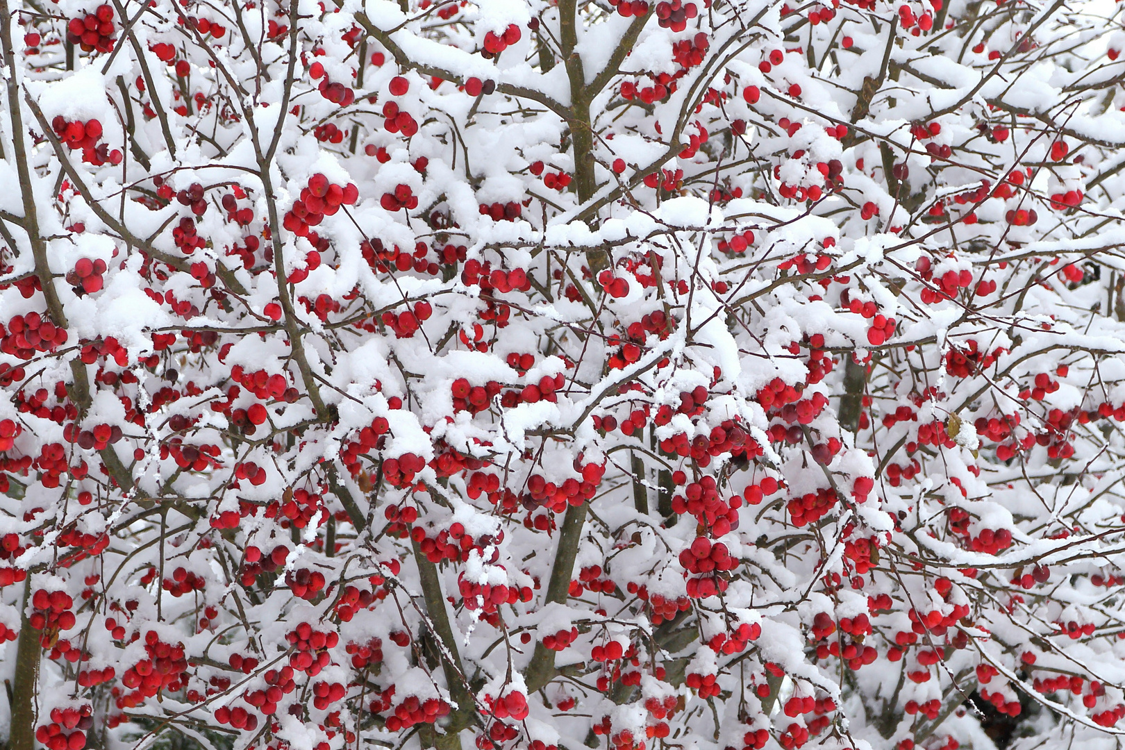 Winteräpfel 4