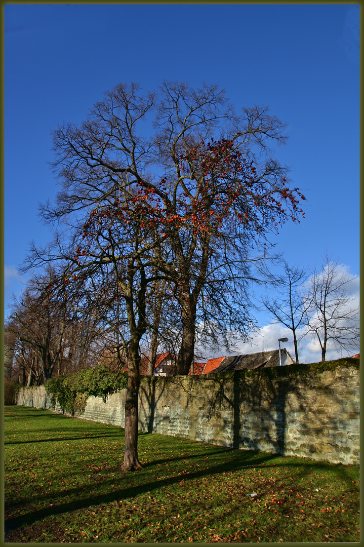 ? Winteräpfel ?