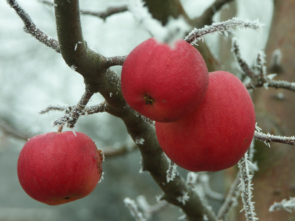Winteräpfel