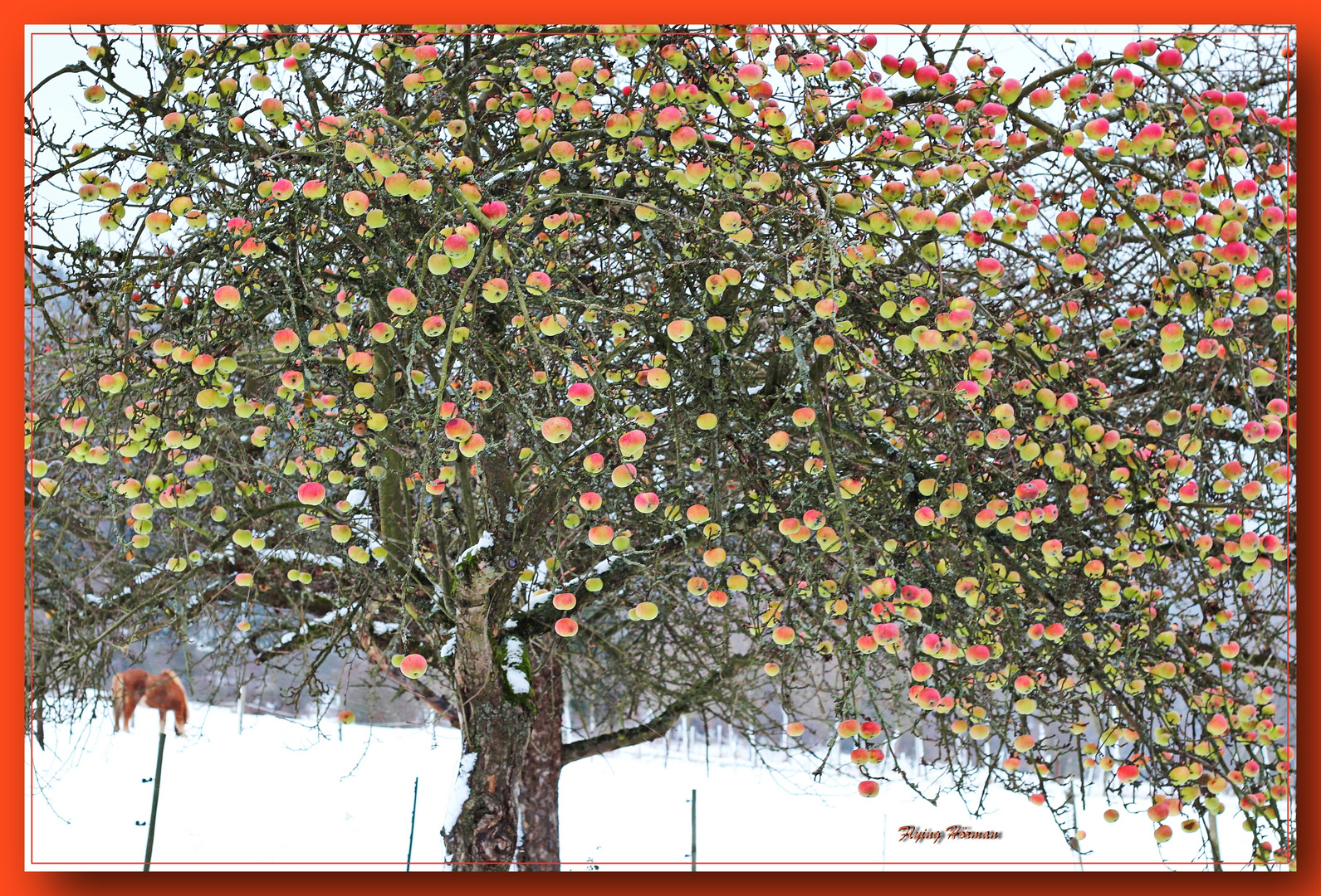 Winteräpfel