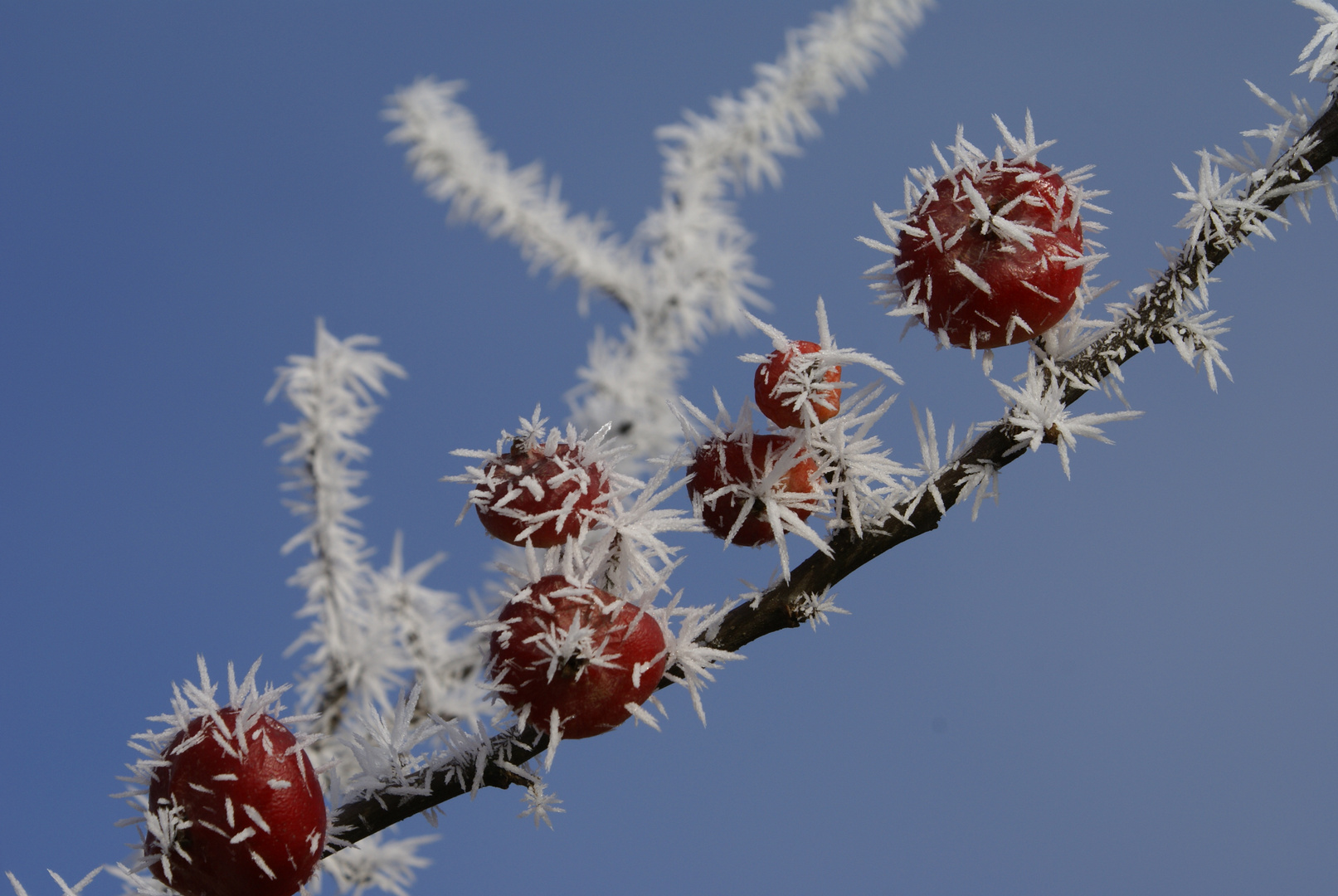 Winteräpfel