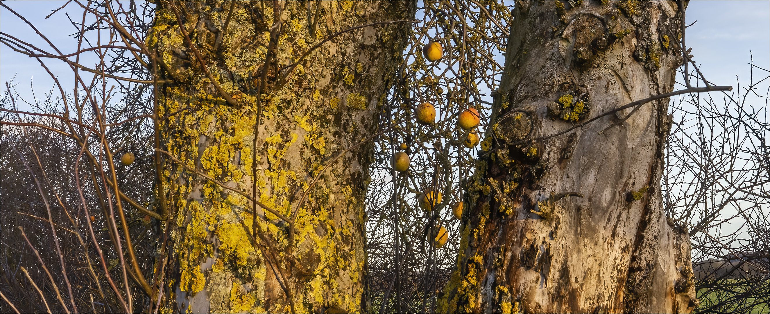 … Winteräpfel …