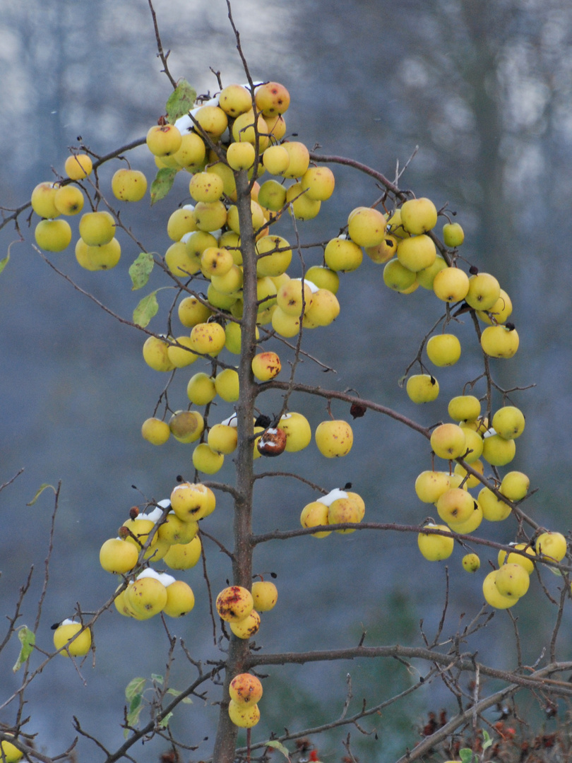 Winteräpfel