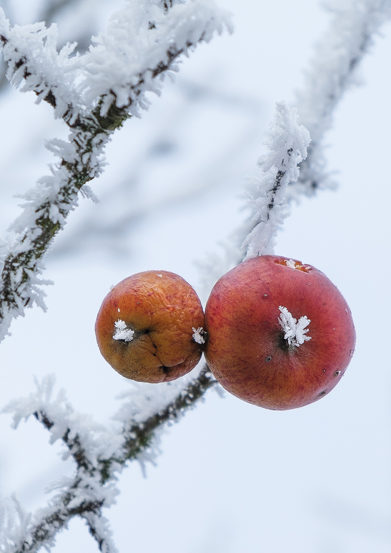 Winteräpfel