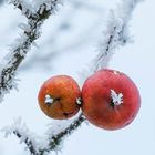 Winteräpfel