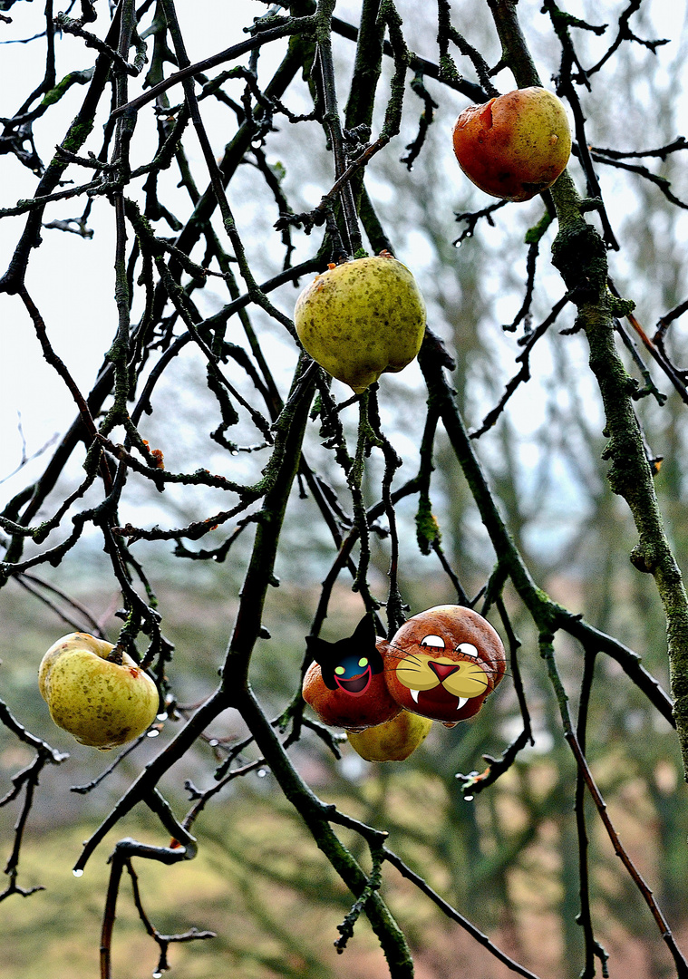 Winteräpfel am Zauberbaum ? ;-))