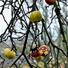 Winteräpfel am Zauberbaum ? ;-))