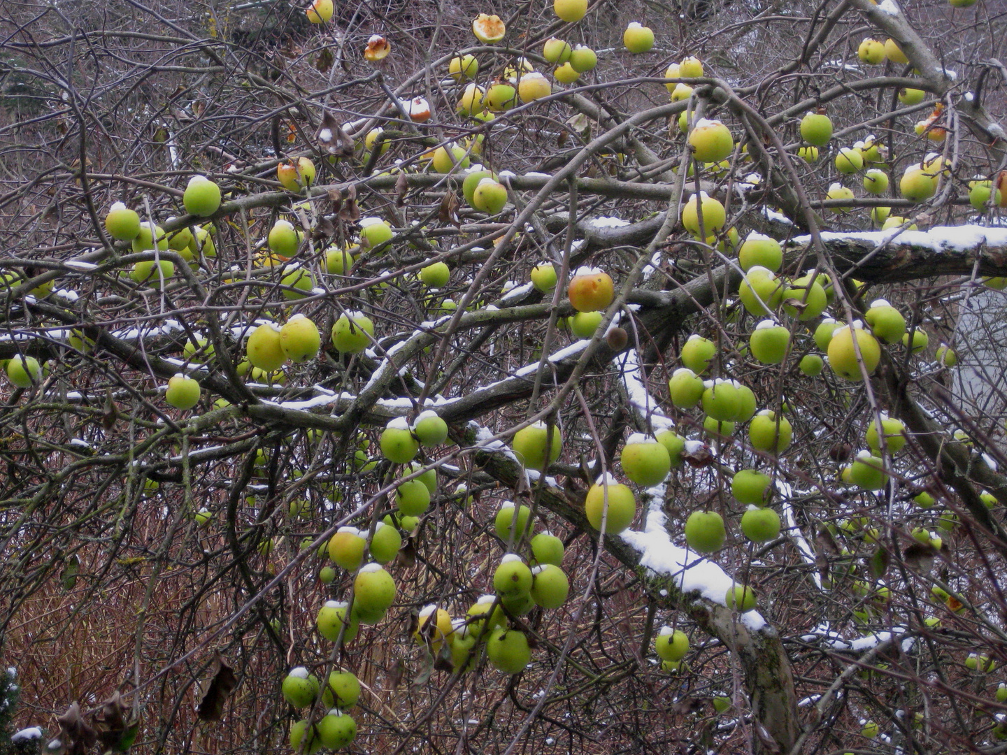 Winteräpfel