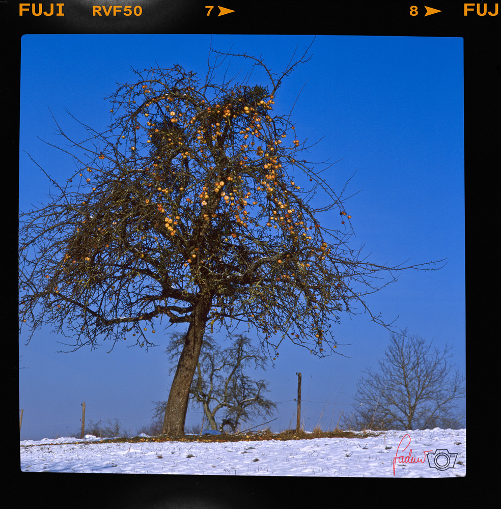 Winteräpfel