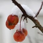 Winteräpfel