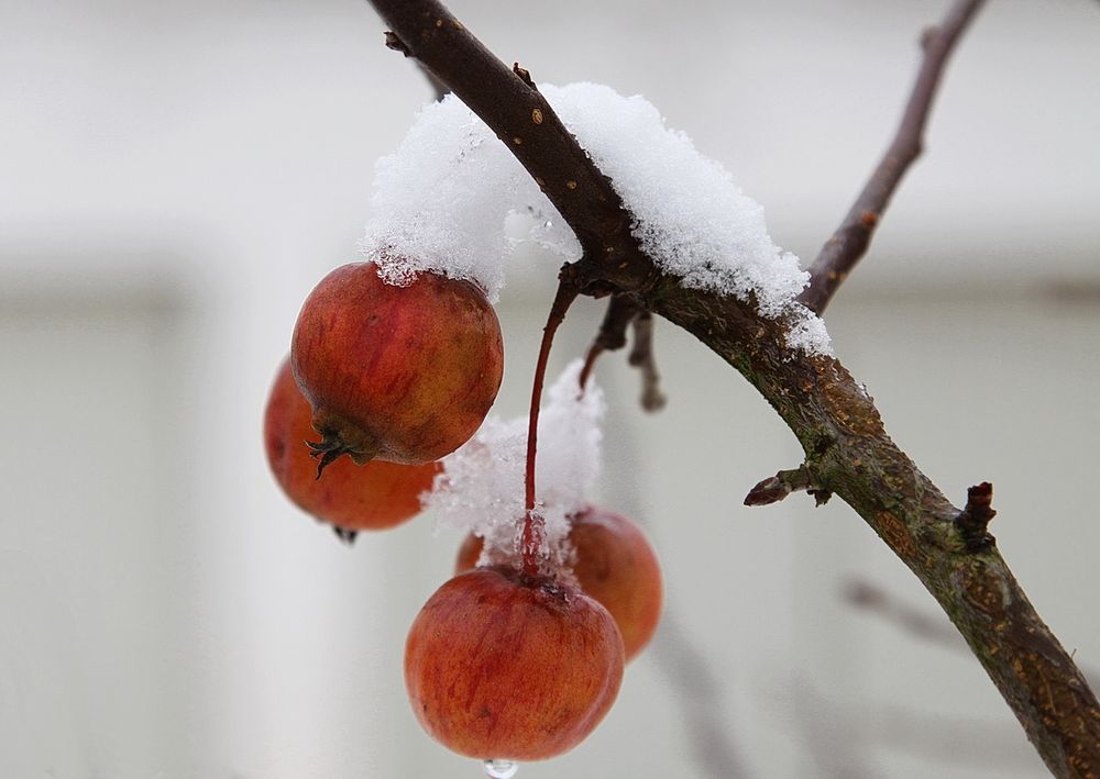 Winteräpfel