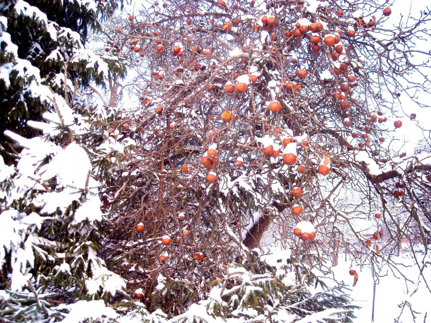 Winteräpfel