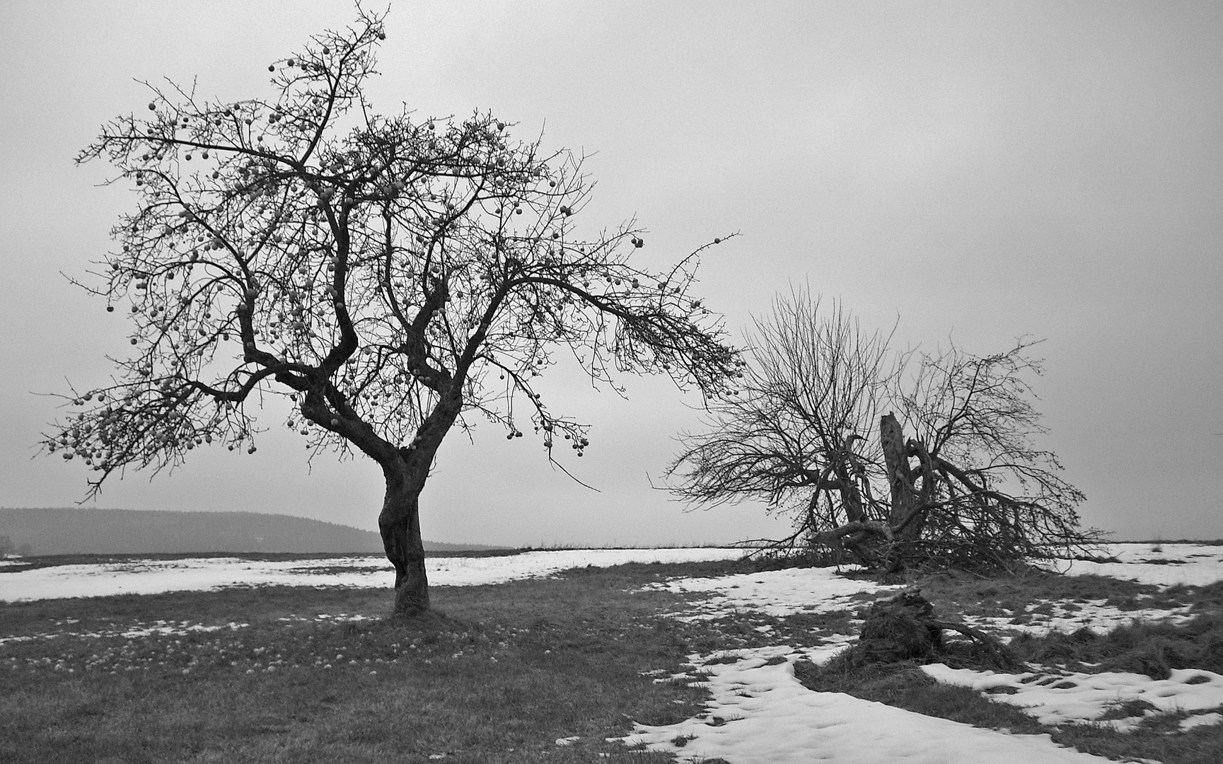 Winteräpfel