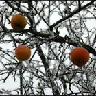 Winteräpfel