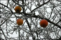 Winteräpfel