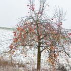 Winteräpfel