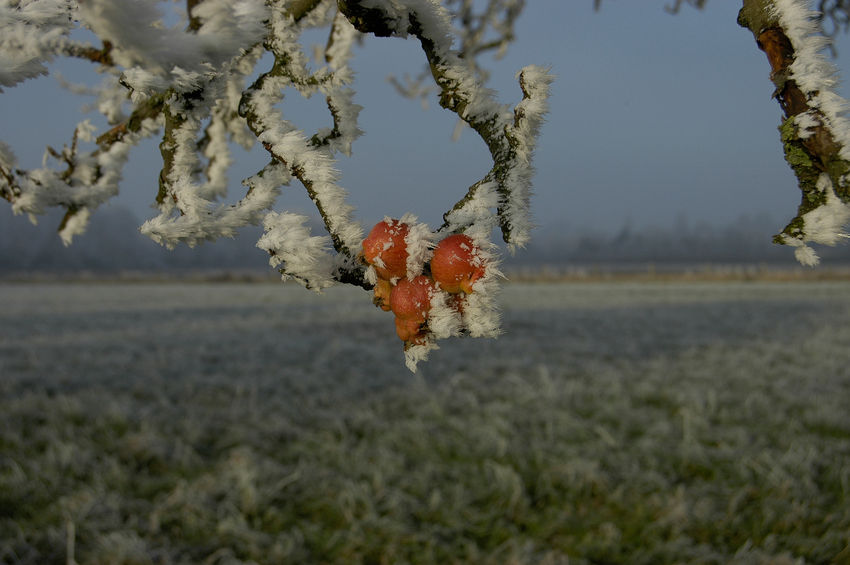 Winteräpfel??