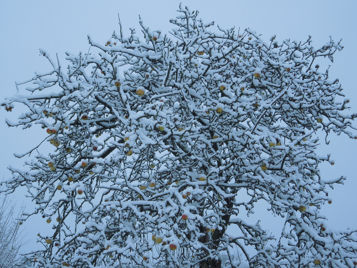 Winteräpfel