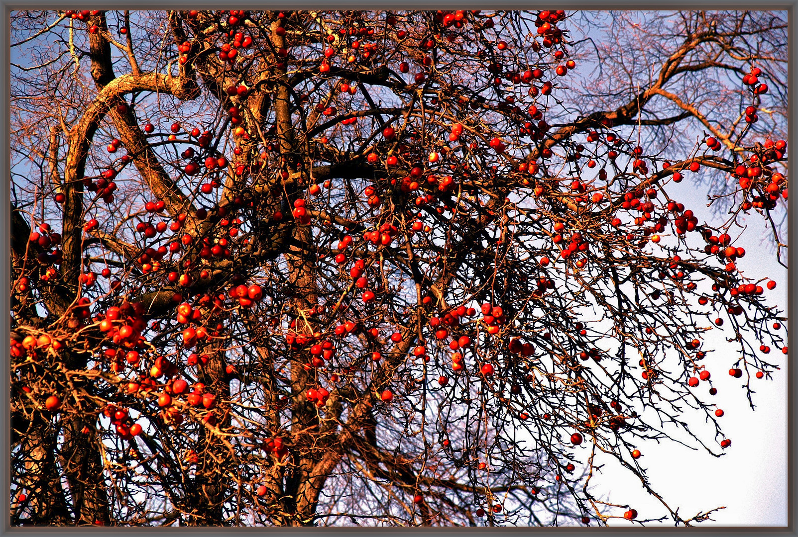 Winteräpfel frisch vom Baum