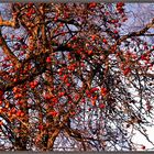 Winteräpfel frisch vom Baum