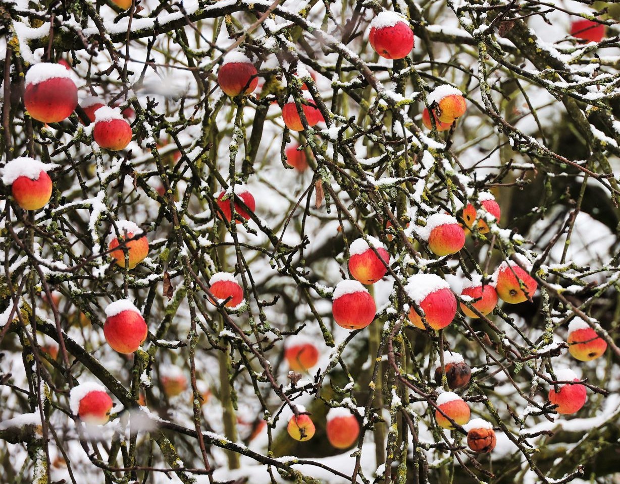 Winteräpfel mit Schneehäubchen