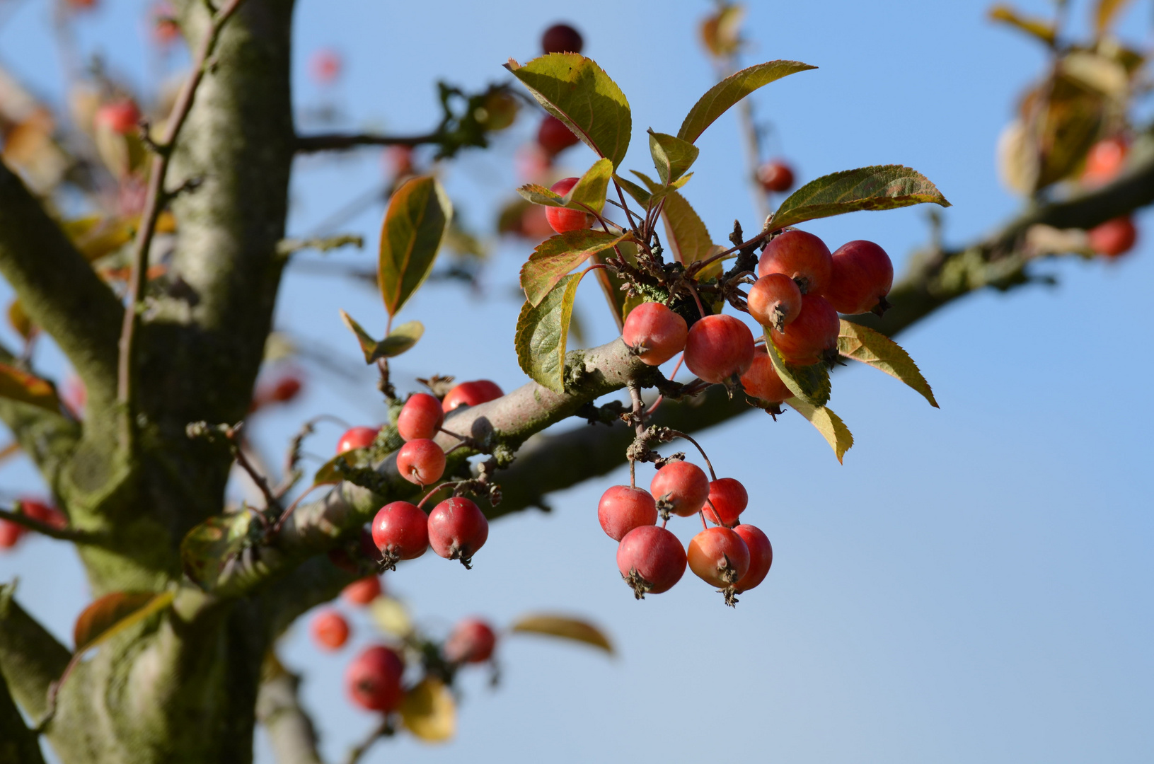 Winteräpfelchen