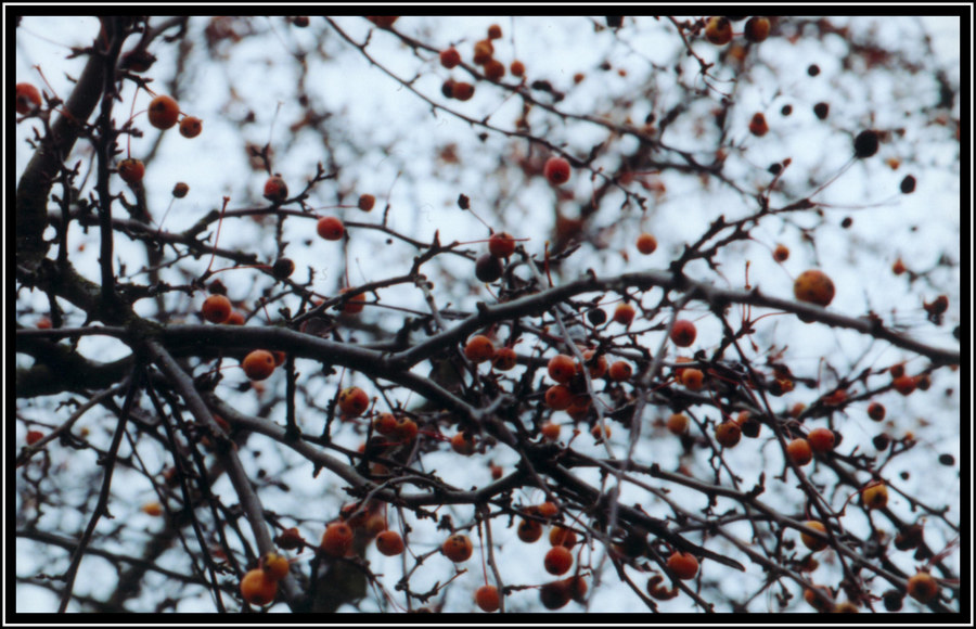 Winteräste