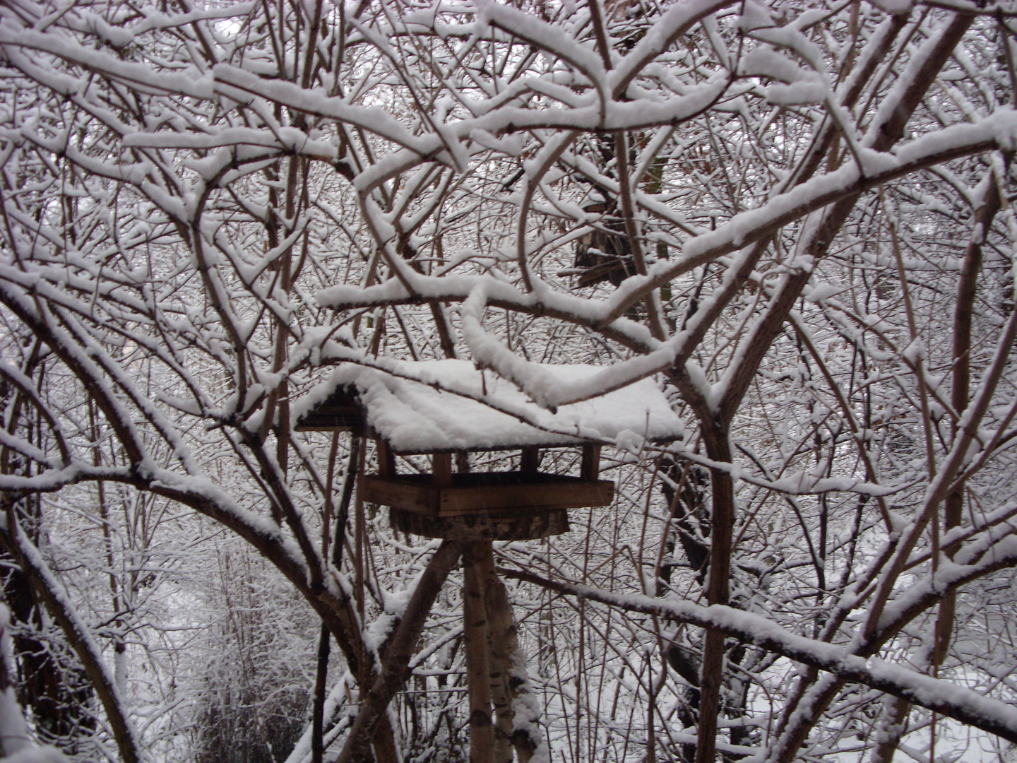 Winteräste begegnen sich