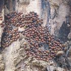 Winteraggregation von Harmonia axyridis