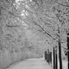 Winterallee