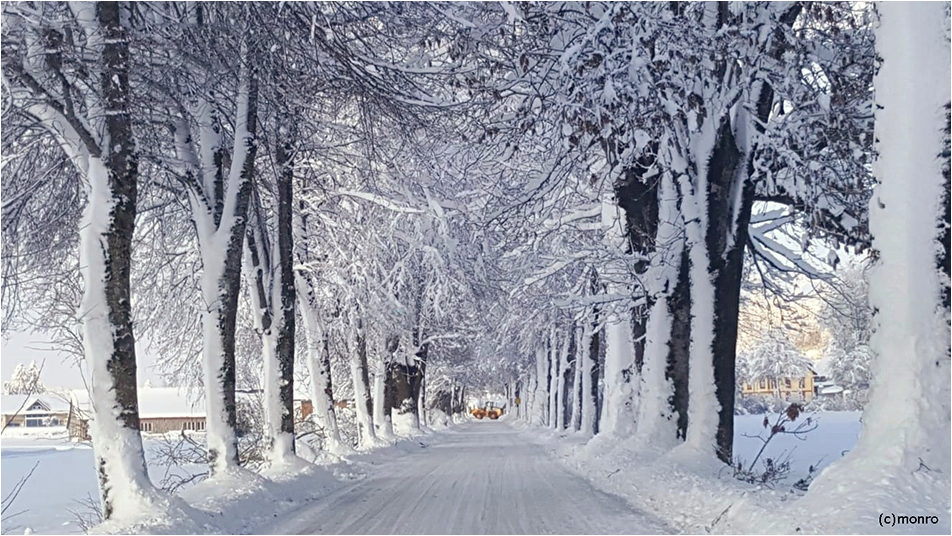 ~ Winterallee ~