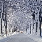 ~ Winterallee ~