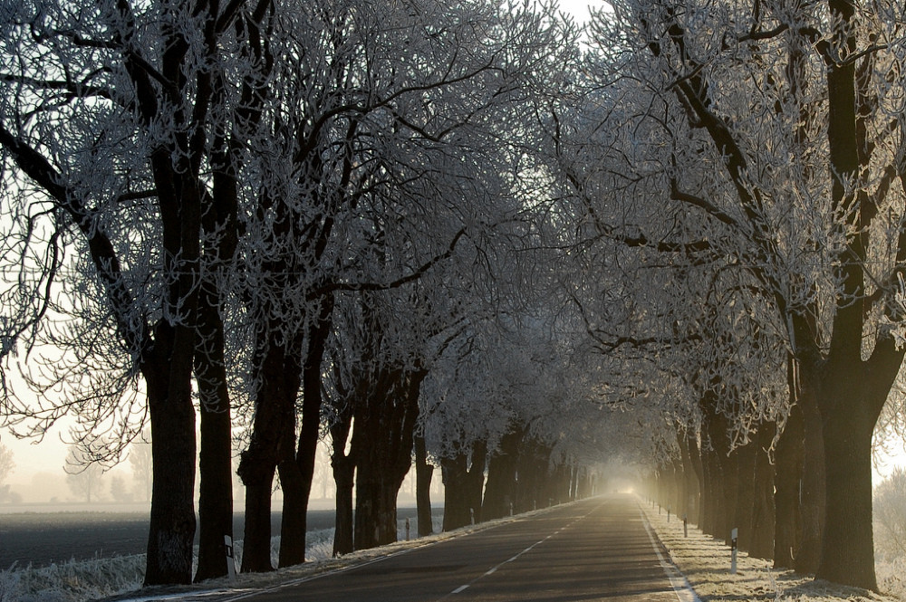 Winterallee von Matthias Kage 