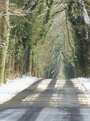 Winterallee in Schleswig Holstein