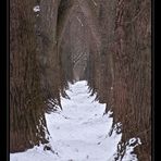 Winterallee - Regensburg