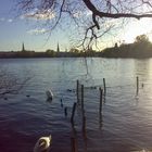 Winteralster