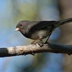 Winterammer - Dark-eyed Junco (Junco hyemalis hyemalis)