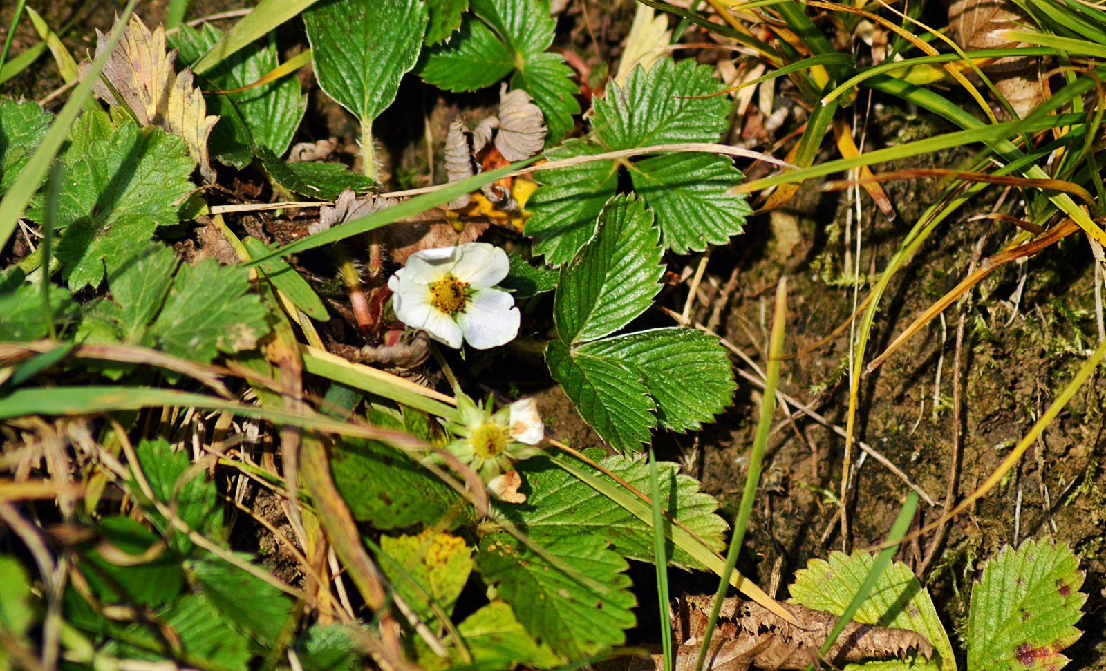 *Winteranfang 2014* --- ha-ha --- Blühende Erdbeere