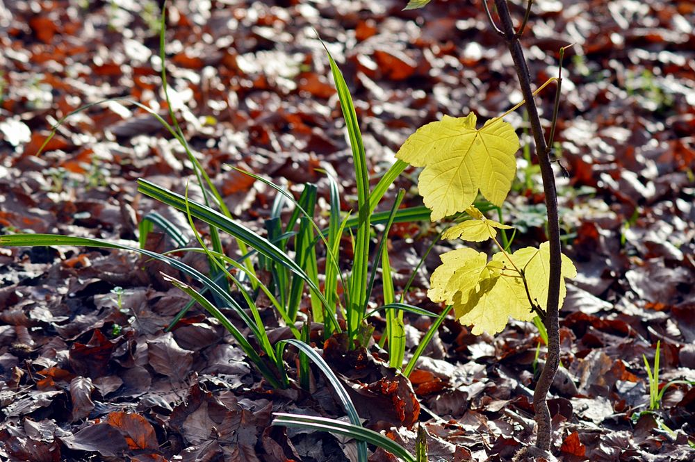 *Winteranfang 2014* --- ha-ha --- Junge Triebe im Wald.