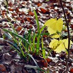 *Winteranfang 2014* --- ha-ha --- Junge Triebe im Wald.