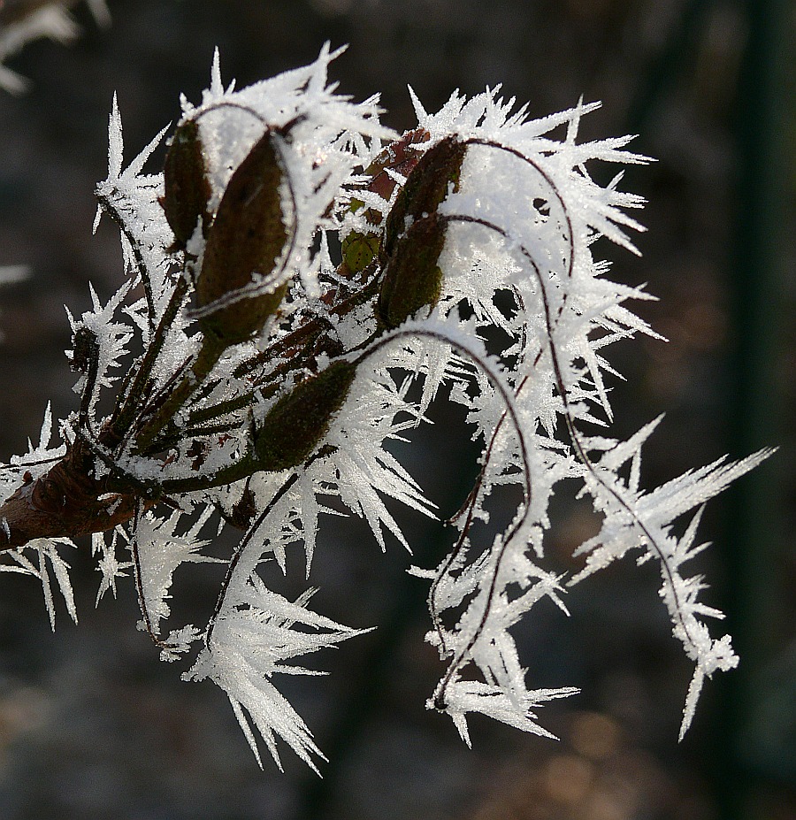 Winteranfang Im Burgerpark Foto Bild Jahreszeiten Winter Natur Bilder Auf Fotocommunity