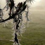 Winteranfang im Bürgerpark 4