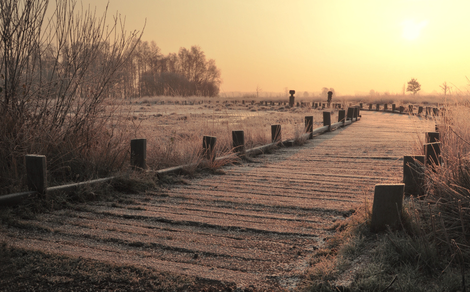 Winteranfang im Torfmoor