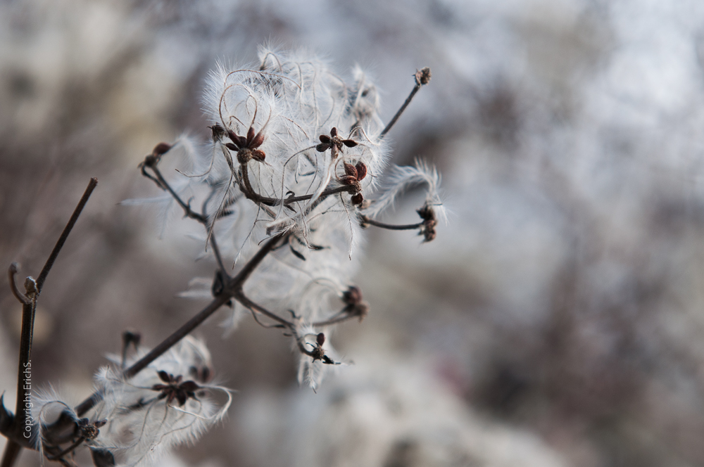 Winteransicht der (Waldrebe?)