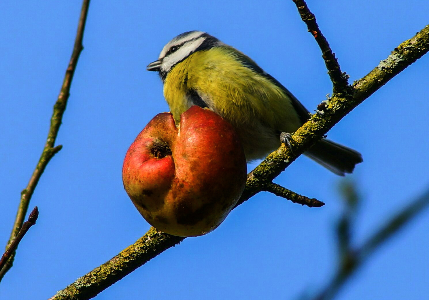 WINTERAPFEL...