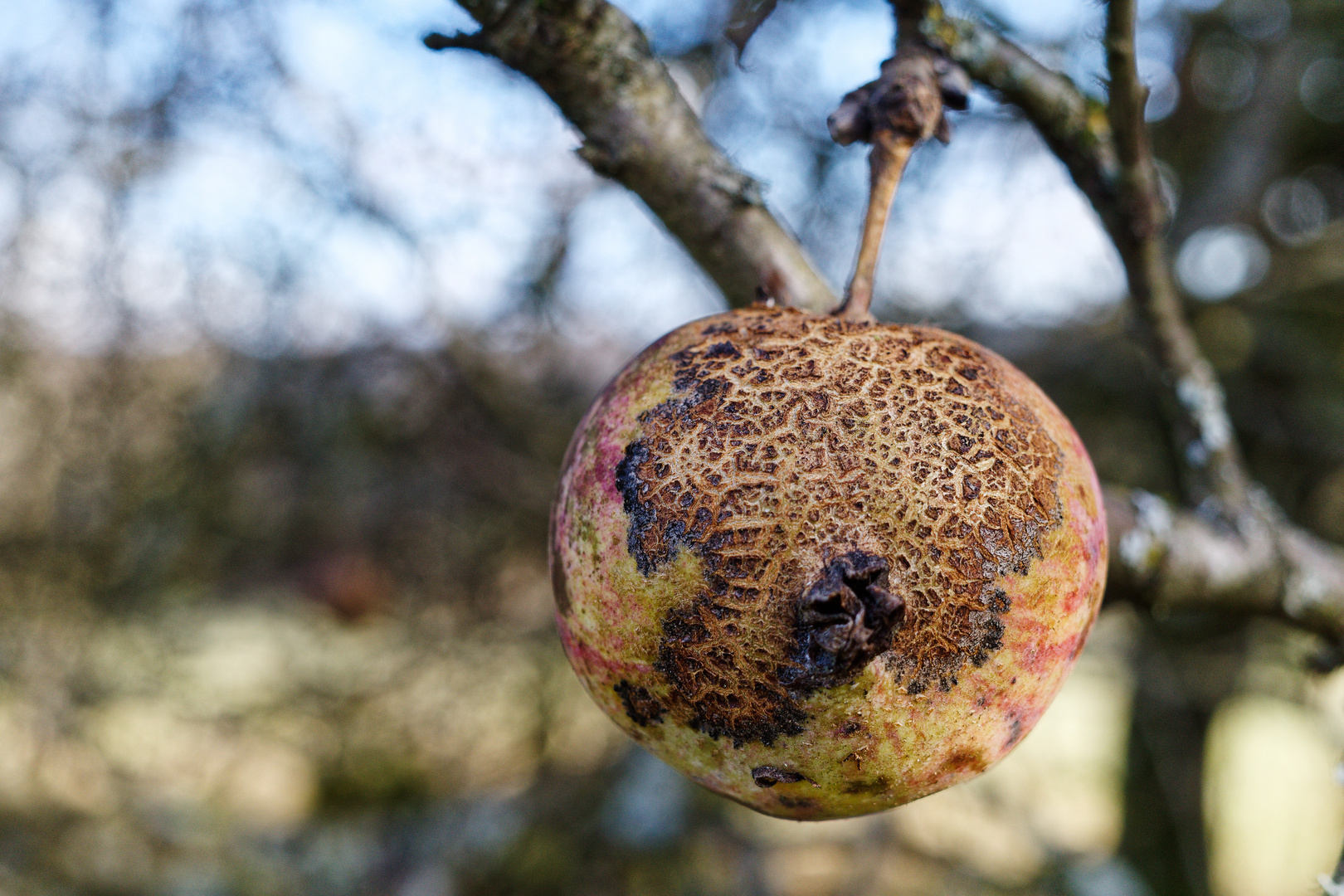 Winterapfel