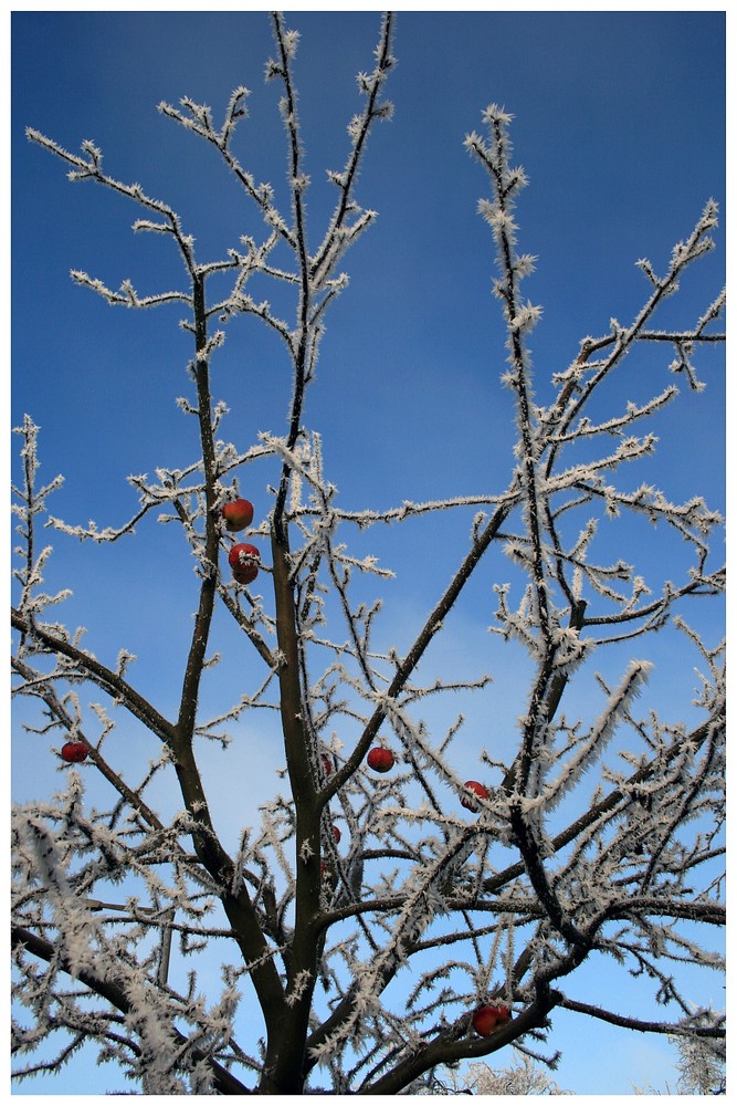 Winterapfel